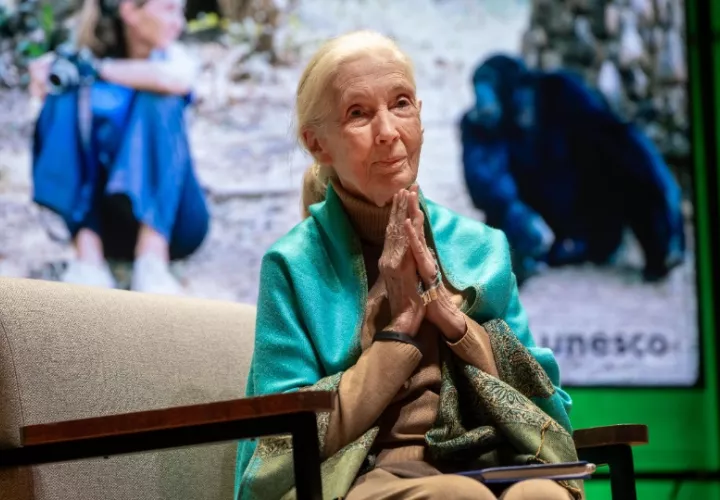 La etóloga y ambientalista británica Jane Goodall. Foto: EFE / Christophe Petit Tesson
