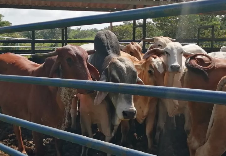Según el Instituto de Seguro Agropecuario (ISA), Panamá cuenta con 1.4 millones de cabezas de ganado, pero solo 38,633 están aseguradas.