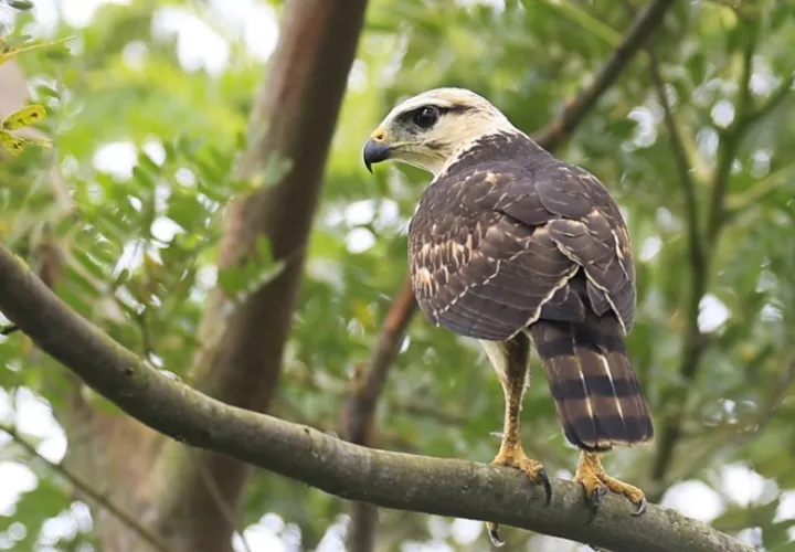 pajaro-onu_0.jpg