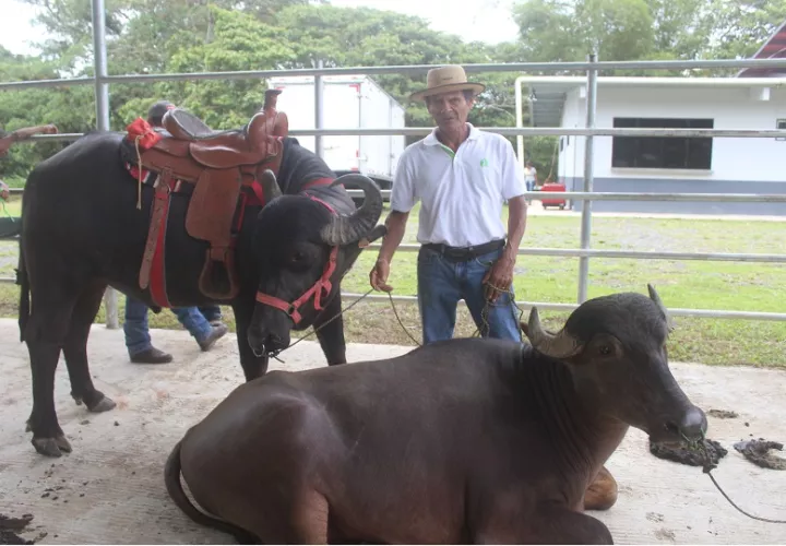 Los interesados pueden visitar fincas agroturísticas para que puedan convivir  con el campesino y tener esa experiencia. Foto. Diómedes Sánchez