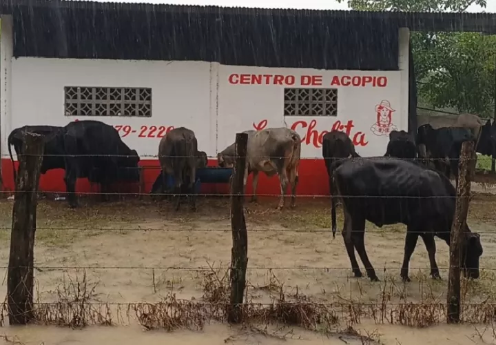 Productores locales denuncian que, pese a ser una zona clave para la economía veragüense, las inversiones en caminos de producción, drenajes y puentes rurales han sido mínimas. Foto. Melquíades Vásquez