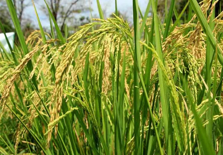 arroz-semilla-panama-mida_0.jpg