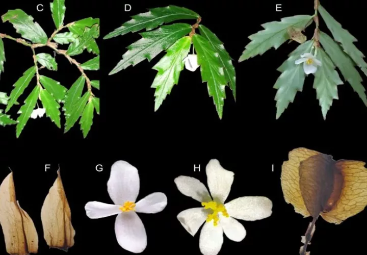 Nueva especie de Begonia chucantiensis. Foto: Semanario La Universidad