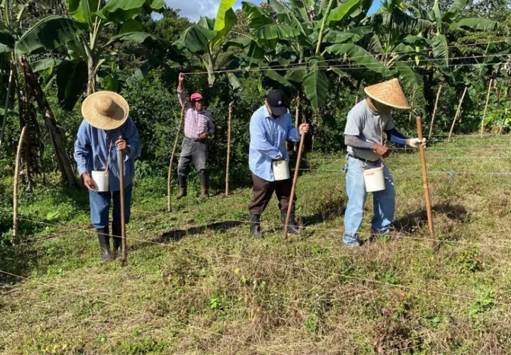 Además del poroto, se validan especies agrícolas como el café, cacao, otoe, guandú, plátano y pitaya, para apoyar con semillas a los pequeños productores y a grupos de agricultura familiar que así lo requieran.  Foto. Cortesía MIDA