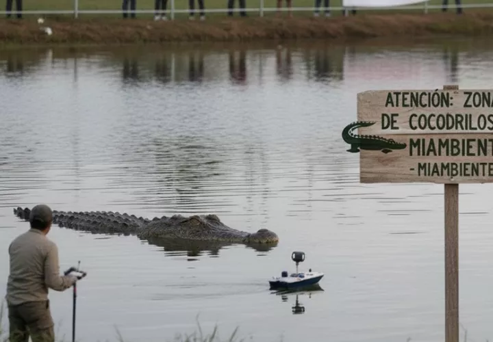 Se hará énfasis en el  rescate para que  tanto cocodrilos como humanos puedan convivir. Foto: Gemini