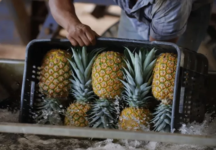 Las frutas representan un 12.8% de los productos exportados. Foto: Mici