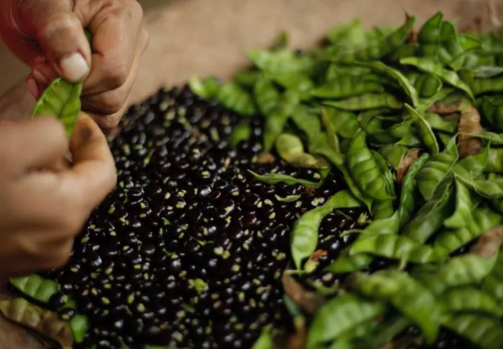  La producción de guandú se presenta principalmente entre los meses de diciembre a marzo. Foto: Cortesía