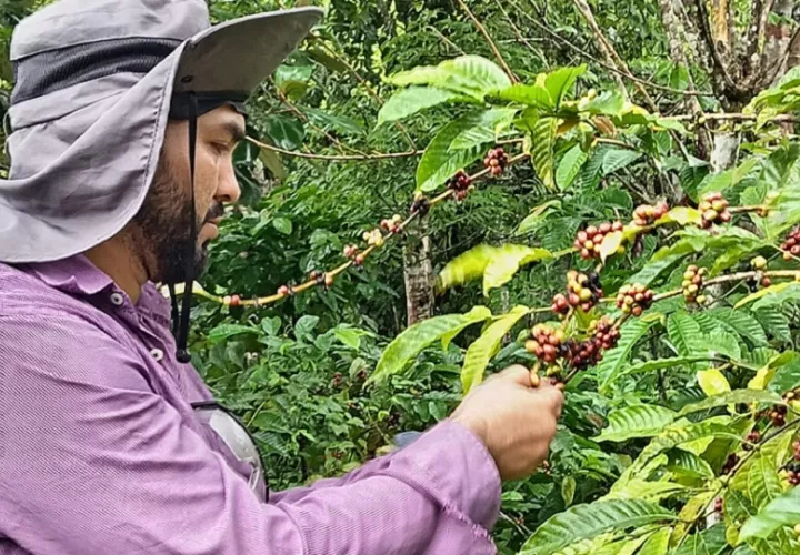 La jornada de campo incluyo un conversatorio sobre el manejo del café, enfermedades, poda, entre otros. Foto: Diomedez Díaz