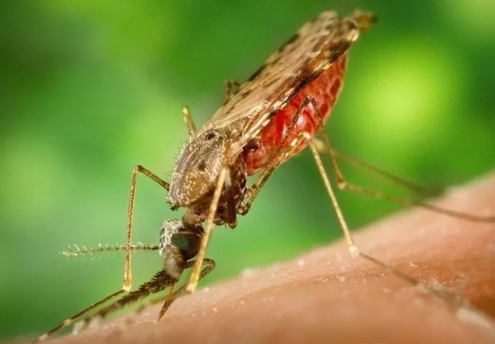 La malaria es una enfermedad curable. Foto: Archivo