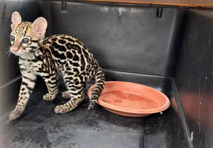  Senafront rescató a la cría de ocelote en la comunidad de Salsipuedes, distrito de Renacimiento.Foto MiAmbiente