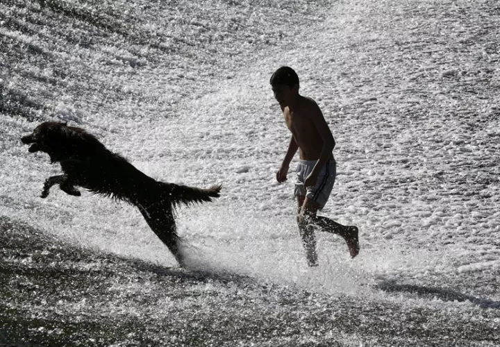 Los rasgos distintivos del cráneo de los perros aparecieron por primera vez durante el Holoceno temprano.