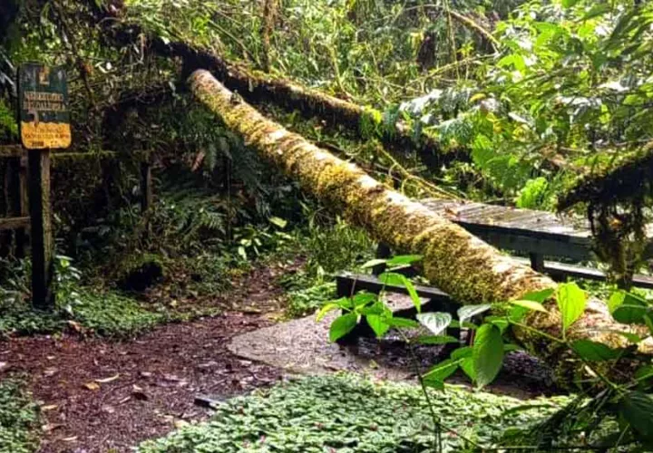 sendero-los-quetzales-mi-ambiente-chiriqui-.jpg