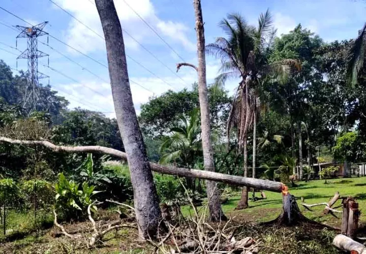 Árbol talado sobre la línea eléctrica. Foto EFE