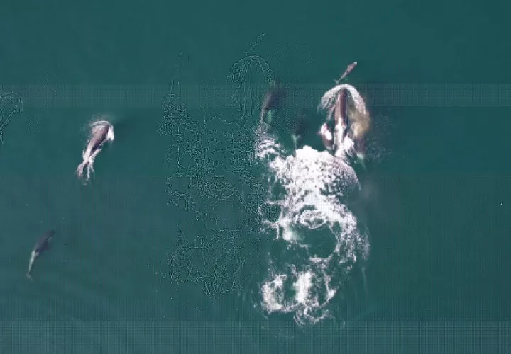 Esta alianza entre orcas y delfines beneficia a los delfines. Foto: EFE