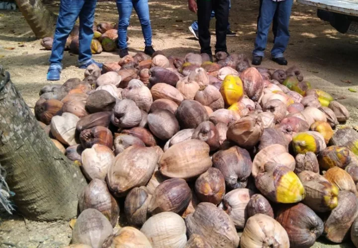 Entre las técnicas implementadas destacan la tipificación de plantas madres. Foto: Diómedes Sánchez 