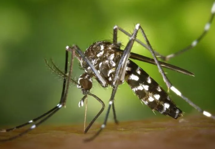 El mosquito aedes aegypti trasmite el dengue. Foto: Cortesía