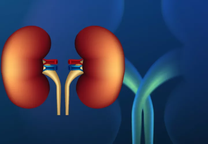 La tanto la diabetes tipo 2 es la causa más común de insuficiencia renal crónica. Foto:  Ilustrativa / Freepik