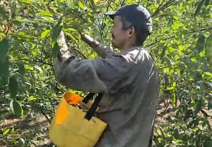 El cultivo del guandú toma alrededor de seis meses. Foto: Thays Domínguez 