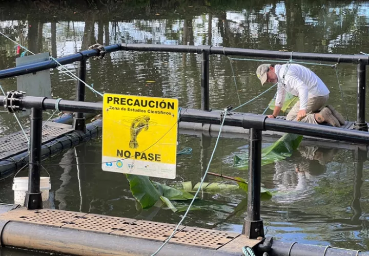 Científico del Smithsonian Héctor Guzmán donde se le observa trabajando en un recinto flotante donde se alojan manatíes para su estudio. EFE