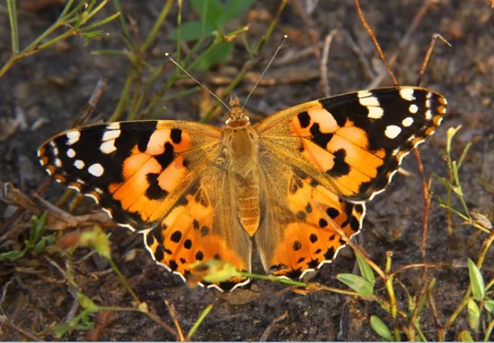 El grupo de investigadores recorrió el continente africano en busca de la mariposa cardera. EFE