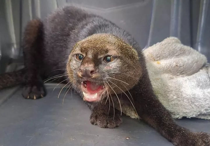 El jaguarundi, de pequeña cabeza y larga cola, que no tiene manchas ni tampoco rayas. Foto: Cortesía
