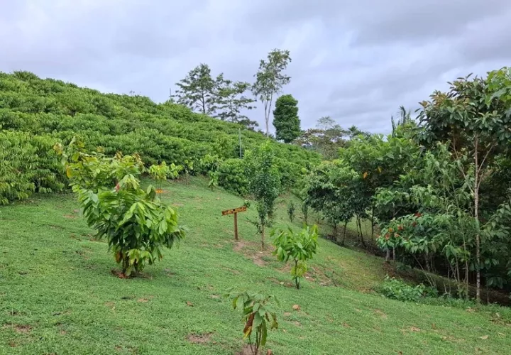 En Finca “La Vieja Molienda”, indica Espinosa, los visitantes tienen opciones de senderismo, hidroponía, el proceso postcosecha del café y agricultura circular. 