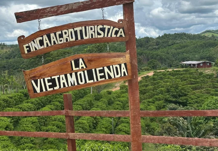 En Finca “La Vieja Molienda”, indica Espinosa, los visitantes tienen opciones de senderismo, hidroponía, el proceso postcosecha del café y agricultura circular. 