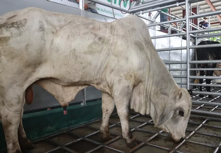 Varias razas han sido mejoradas con el programa que ejecuta el Mida. Foto: Cortesía Mida