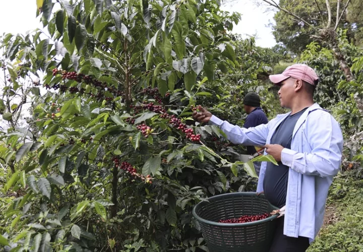 Cerca de 10.000 personas migran cada año al distrito de Renacimiento para cosechar el café. Foto: EFE