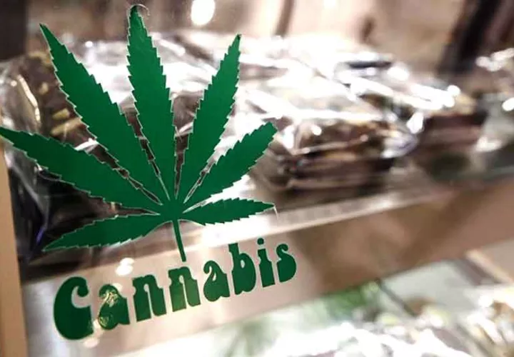 cannabis-farma_0.jpg