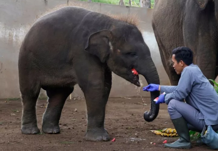 Un elefante de Sumatra con una persona en Bali, Indonesia. Foto: EFE