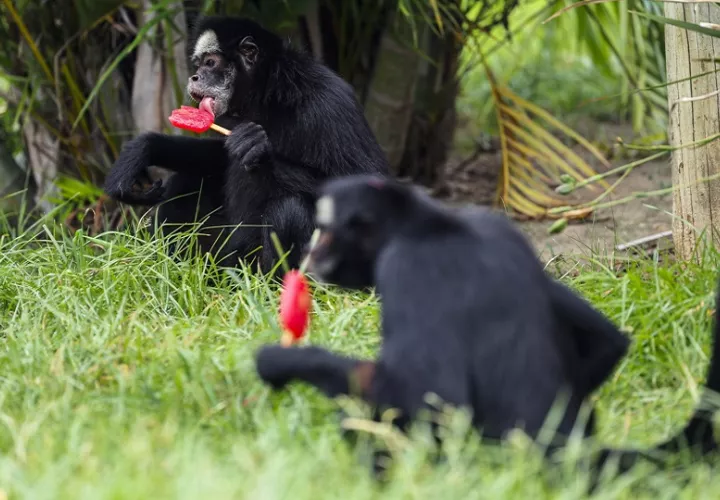 Monos comiendo helado este martes, en el BioParque de Río de Janeiro (Brasil). EFE/ Antonio Lacerda
