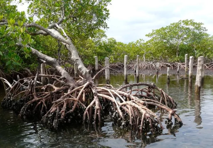 Un manglar junto a sus raíces en Bocas del Toro (Panamá). Foto: EFE
