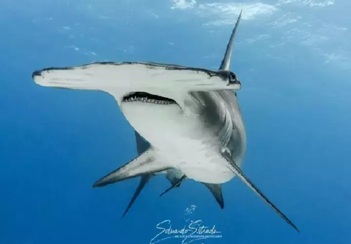 Esta medida estará vigente hasta que se desarrollen investigaciones científicas por especie Foto @eestrada_wildlifephoto