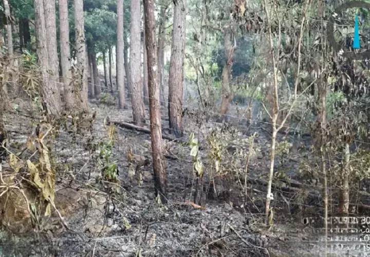 En el 2025, los "camisas rojas" atendieron más de 334 casos de incendios de masa vegetal en Panamá Oeste. Foto. Archivo