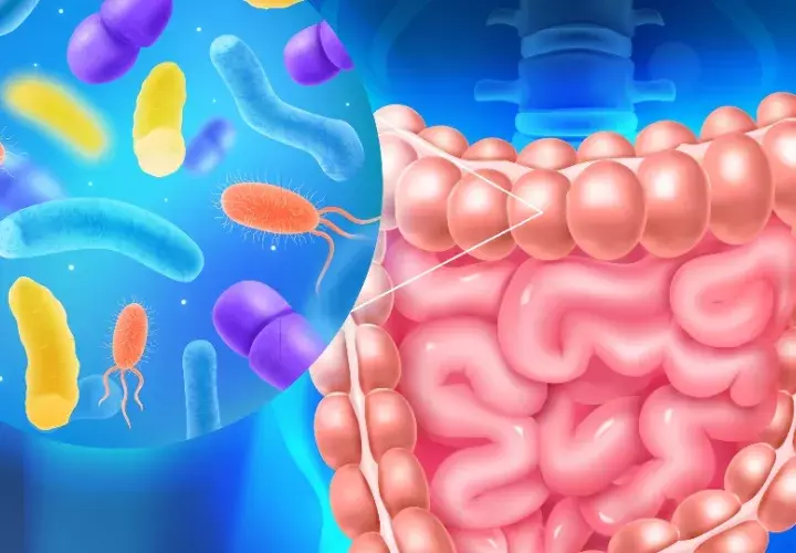 Microbioma intestinal. Foto:  Ilustrativa / Freepik