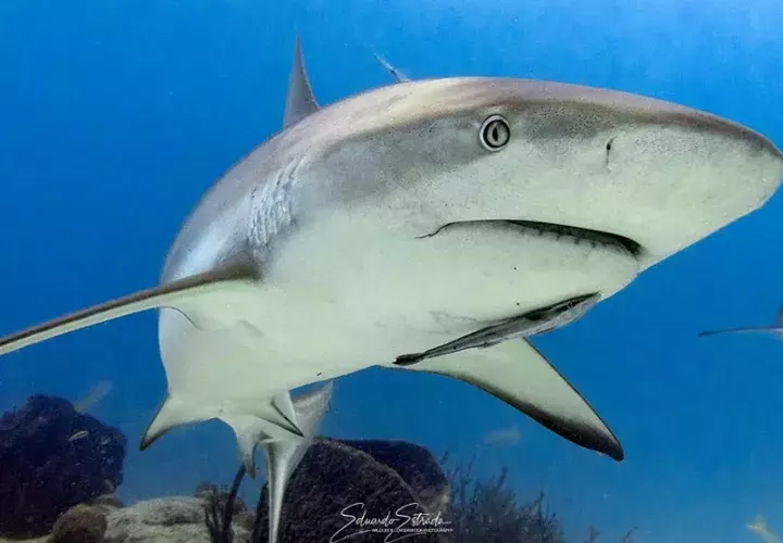 Esta medida estará vigente hasta que se desarrollen investigaciones científicas por especie Foto @eestrada_wildlifephoto