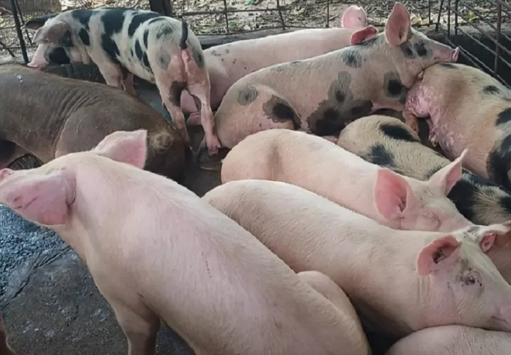 El dirigente de los productores porcinos, Juan Manuel Guevara, explicó que a los productores se les “exprime” económicamente, al responsabilizarlos de supuestos daños ambientales. Foto. Ilustrativa