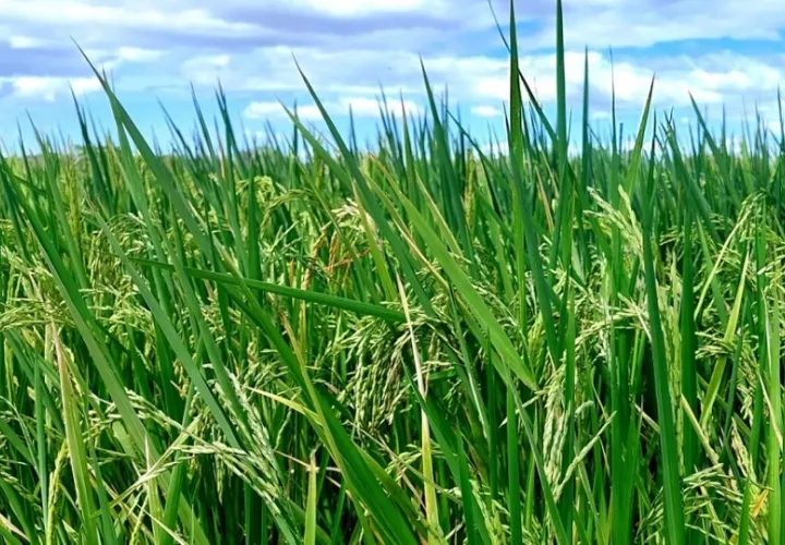 arroz-semilla.jpg