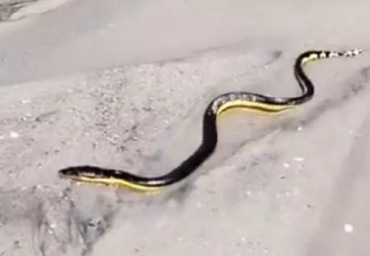 Una serpiente marina hallada en una playa de Panamá Oeste. Foto: Cortesía