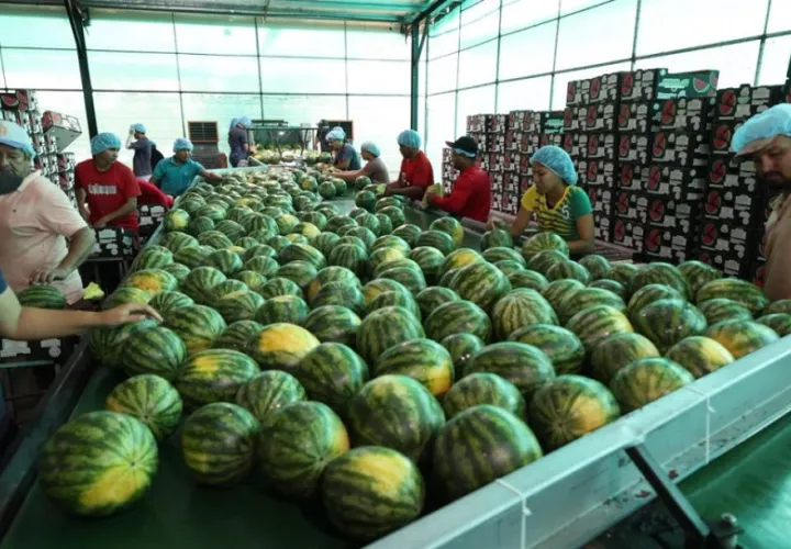 La actividad agroexportadora crea oportunidades tanto en las fincas como en las plantas empacadoras. Foto.  Cortesía. MICI