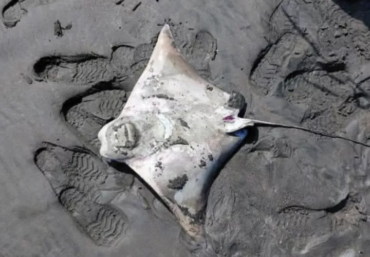 mantarraya_ambiente_0.jpg