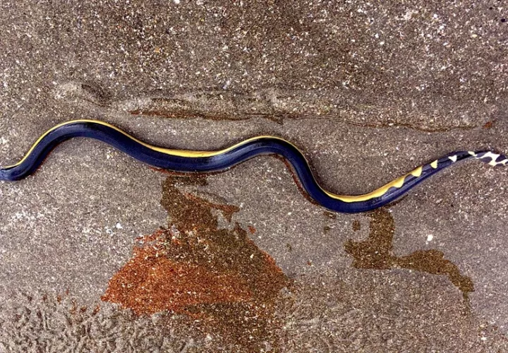 »La serpiente marina de vientre amarillo se ha visto por estos días en las playas del Pacífico. Foto: Sinaproc