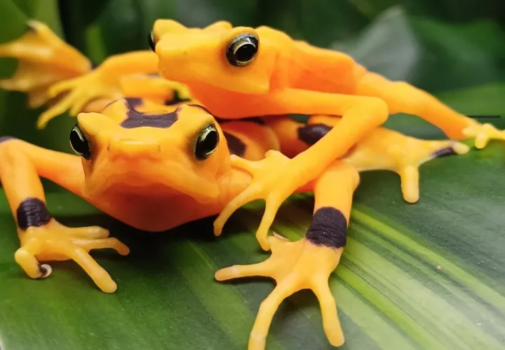 La rana dorada es una especie emblemática de Panamá. Foto: Cortesía