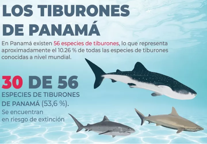 Panamá da pasos importantes para la conservación de los tiburones. Foto: Cortesía