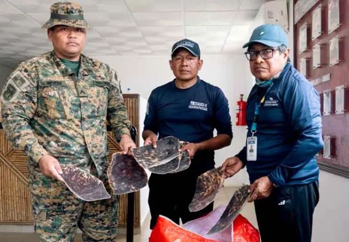 tortuga.jpg