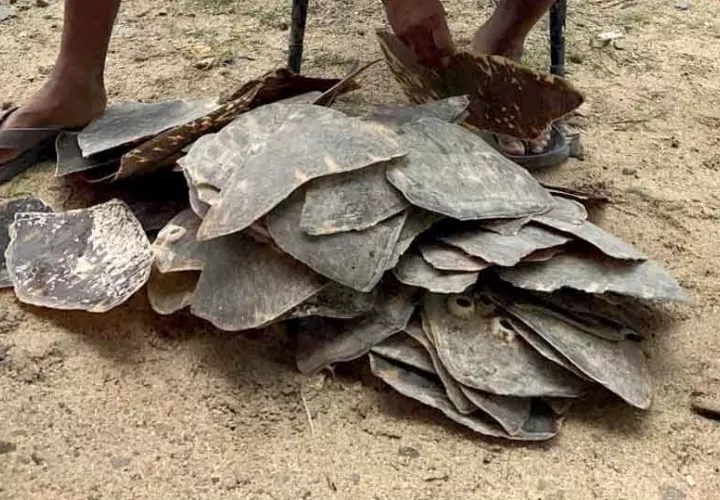 tortuga_mi_ambiente_0.jpg