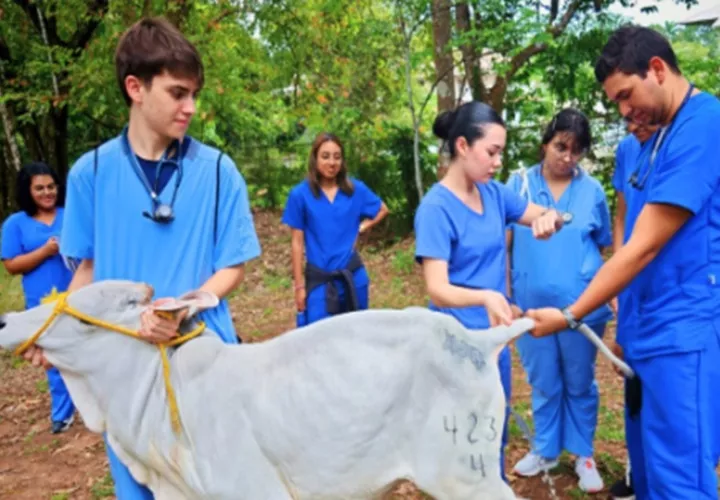 El interés por la carrera de veterinaria es muy alto. 