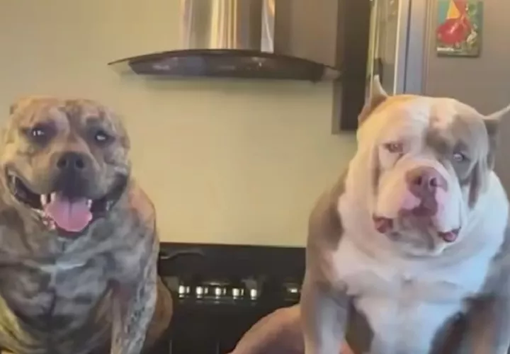 Los dos animales eran de competencia por tal razón eran dóciles.