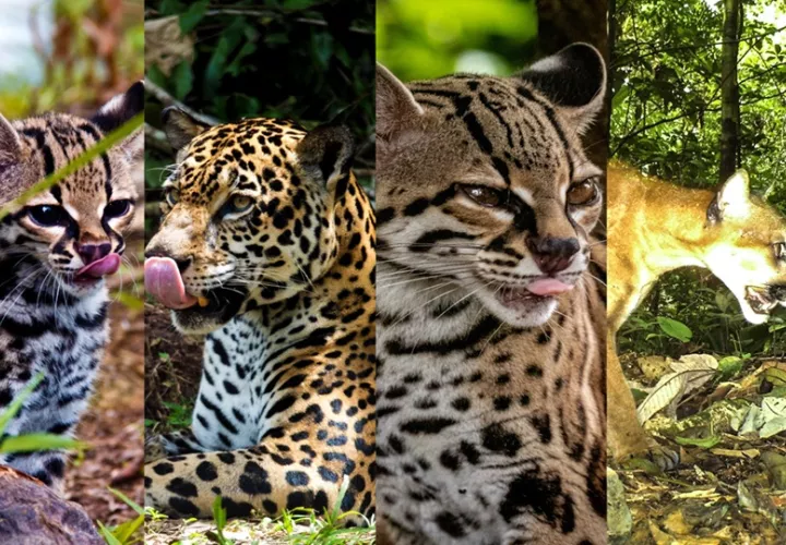 Panamá avanza en una agenda integral para la conservación de los felinos silvestres. Foto: Mi Ambiente